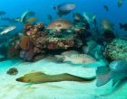 Mexico creates national park to protect marine life
