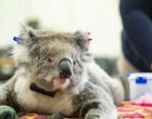 Australian koalas on brink of extinction: Conservationists
