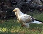 Rare Egyptian vulture found injured by manja, rescued