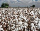 The International Coalition Cotton Campaign announces an end to the call for a global boycott of Uzbek cotton