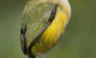 New Zealand names Bird of the Year 2022