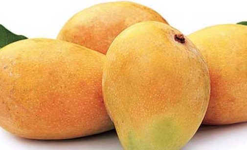 Australia to import Indian mangoes for first time