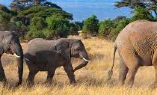 Myanmar to implement 10-year elephant conservation action plan