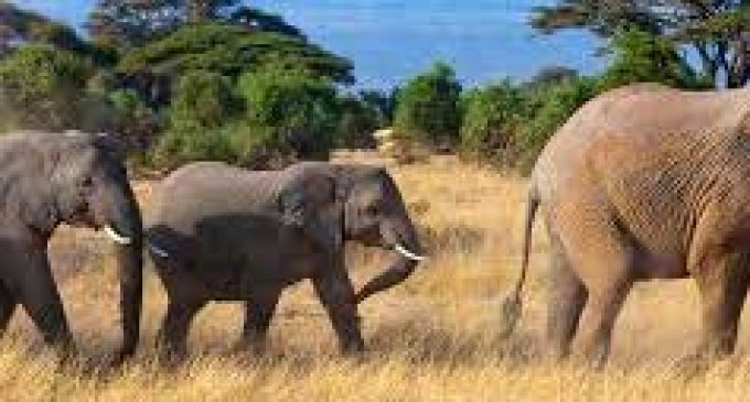 Myanmar to implement 10-year elephant conservation action plan
