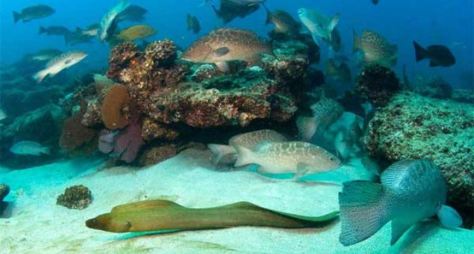 Mexico creates national park to protect marine life
