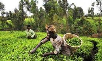 Indian-owned firm’s $30 mn investment aims to revive agriculture in Ghana