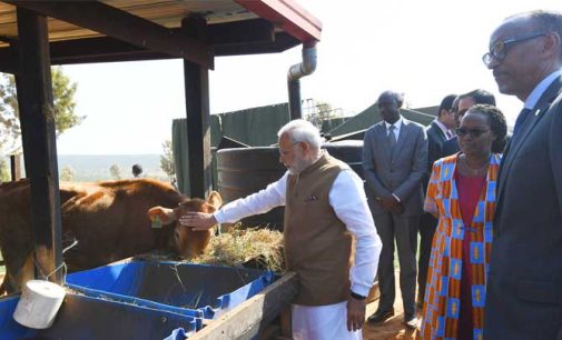 India donates 200 cows for Rwandan economic development project