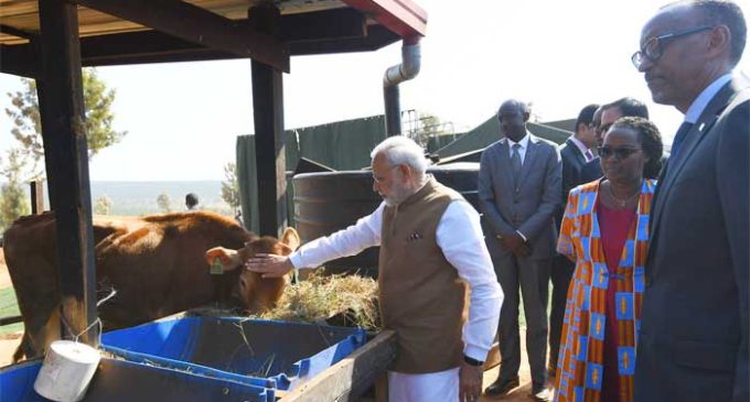 India donates 200 cows for Rwandan economic development project