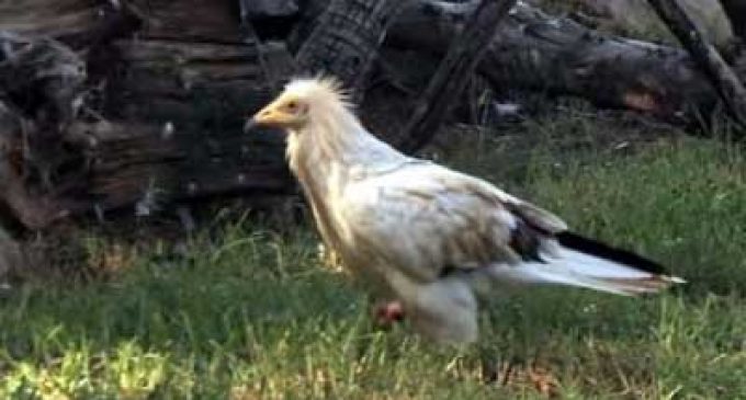 Rare Egyptian vulture found injured by manja, rescued