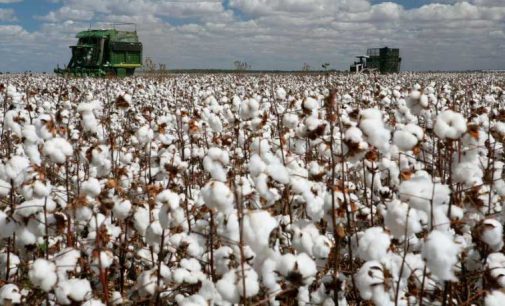 The International Coalition Cotton Campaign announces an end to the call for a global boycott of Uzbek cotton
