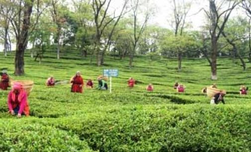EU grants protected GI for Himachal’s famed Kangra tea