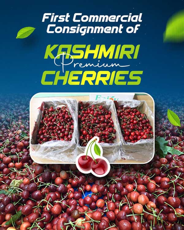 consignment of premium cherries